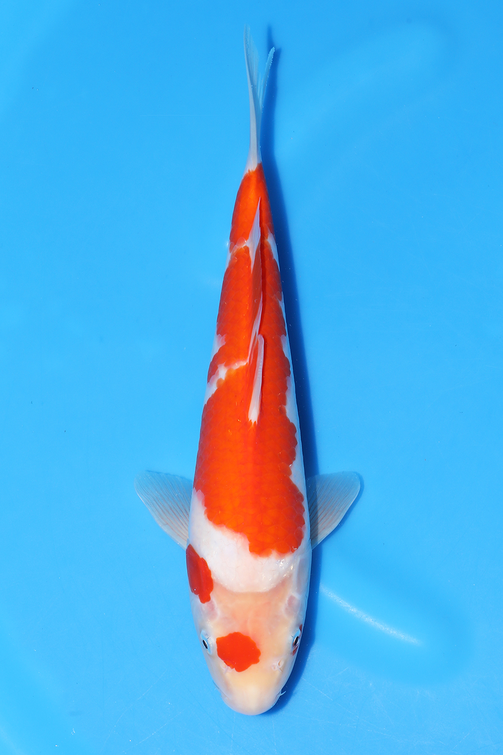 Kohaku