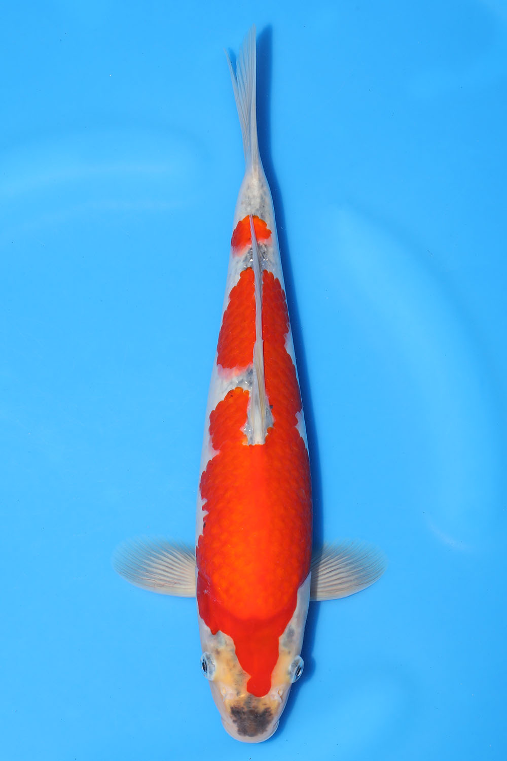 Goshiki