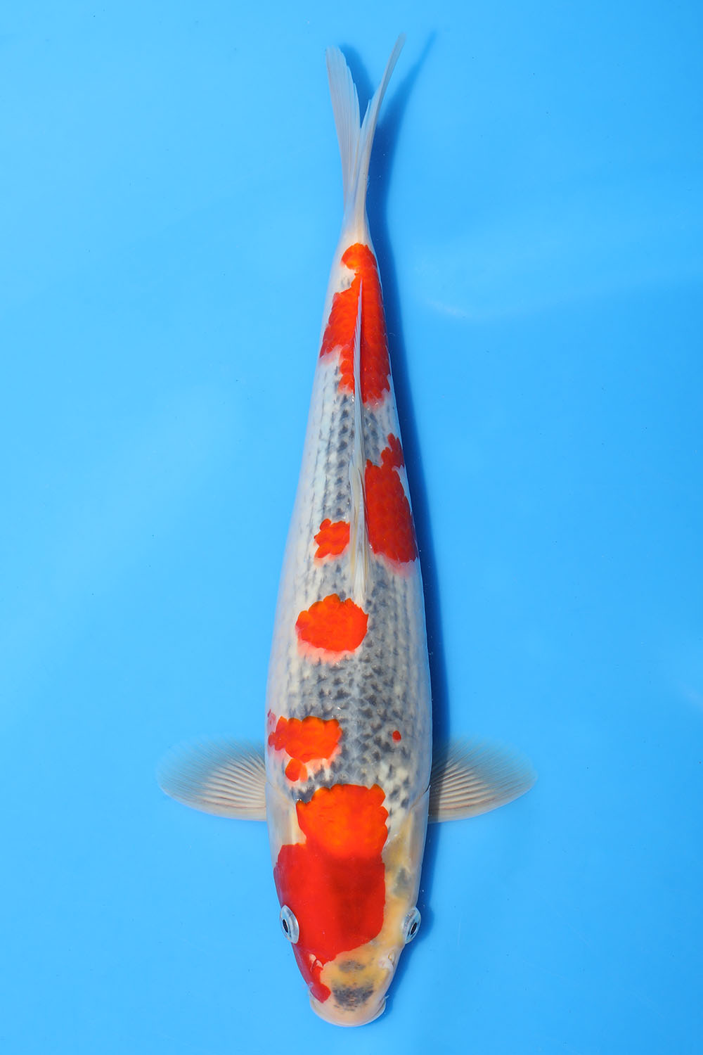 Goshiki