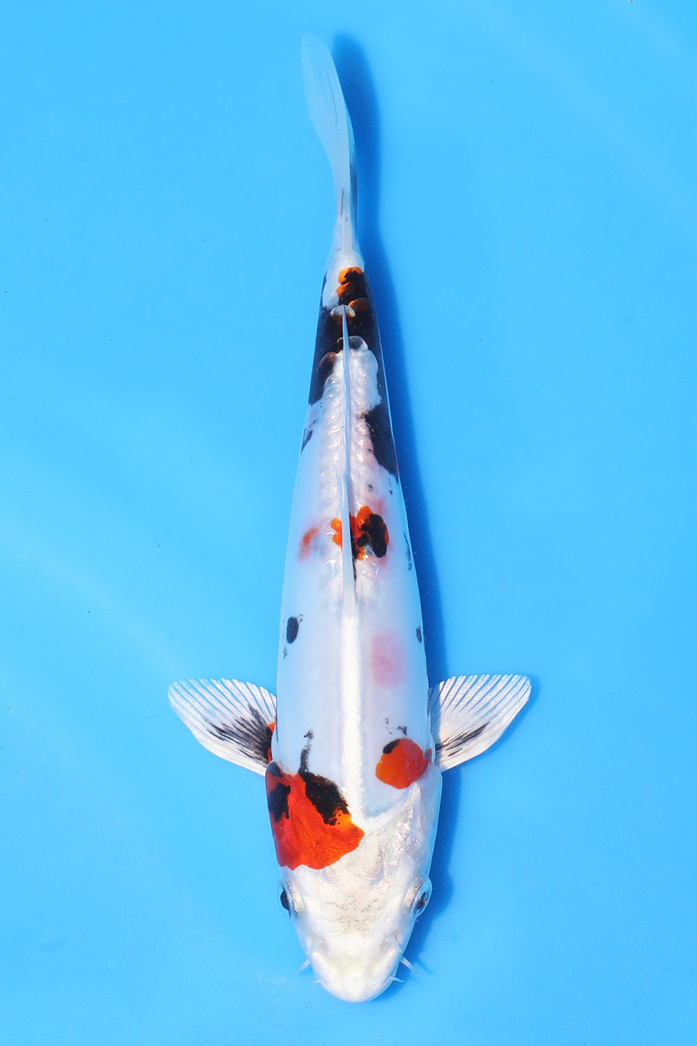 Beni Kikokuryu