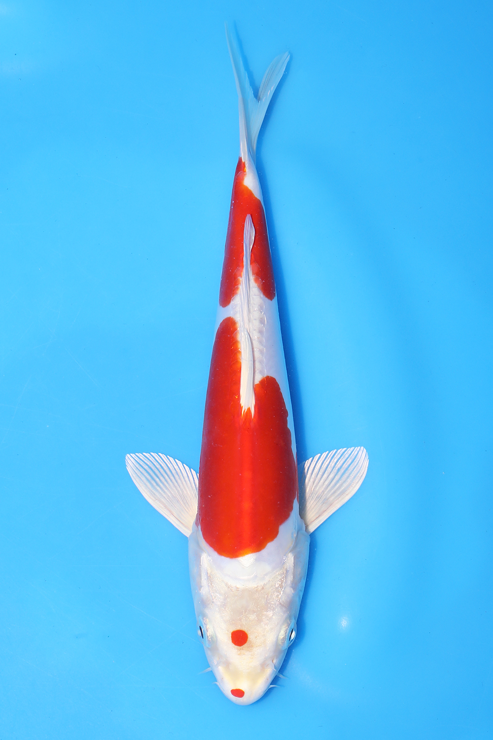 Kikusui