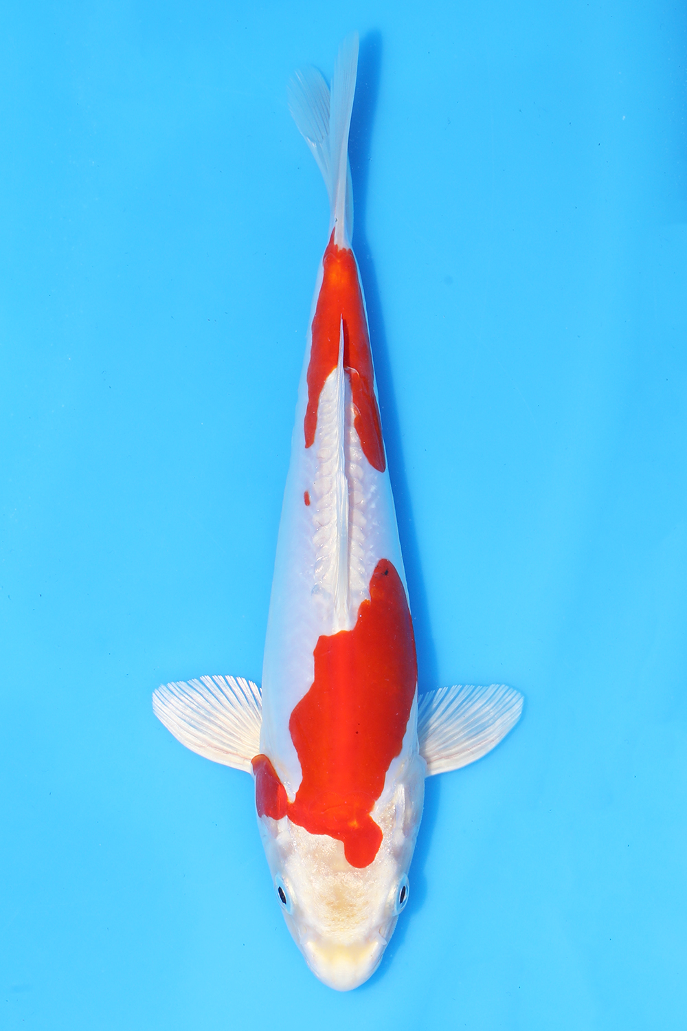Kikusui