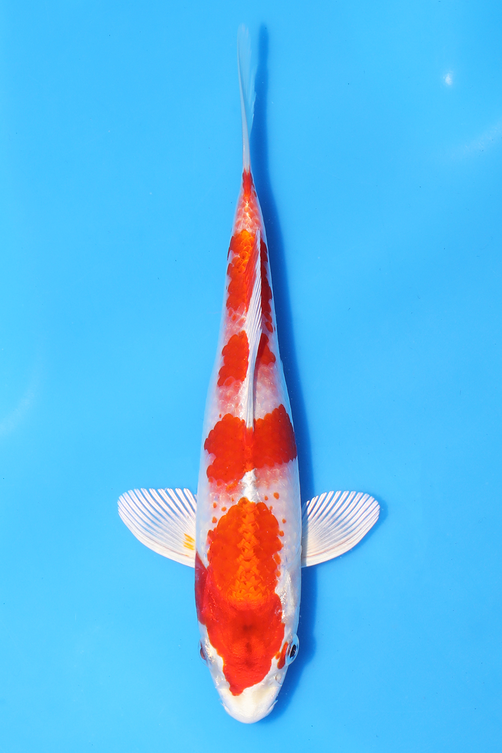 Sakura Ogon