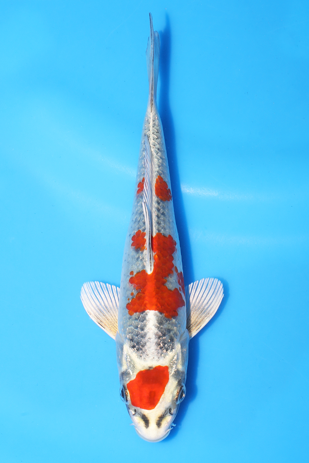 Beni Kujaku