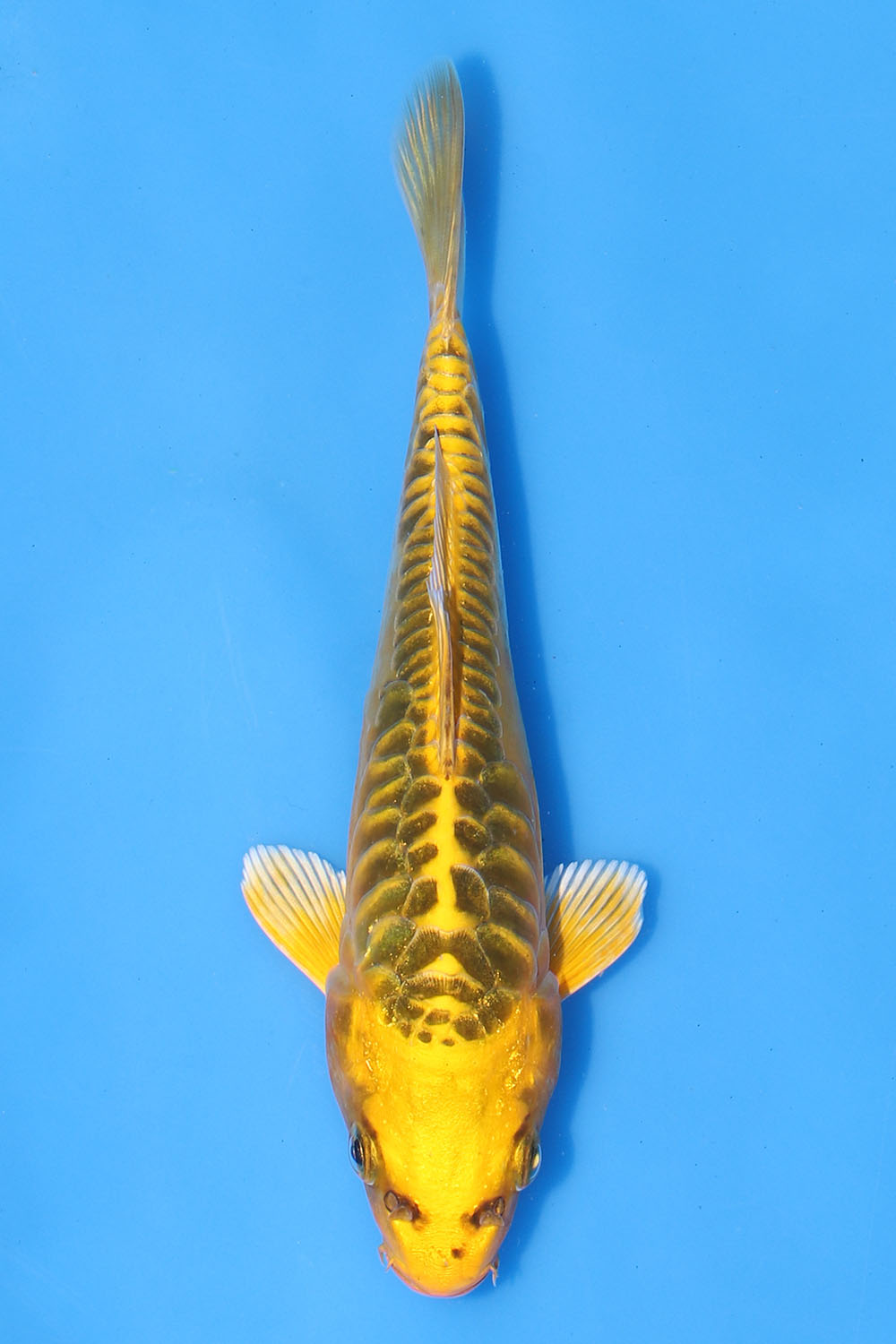 Yellow Dragon