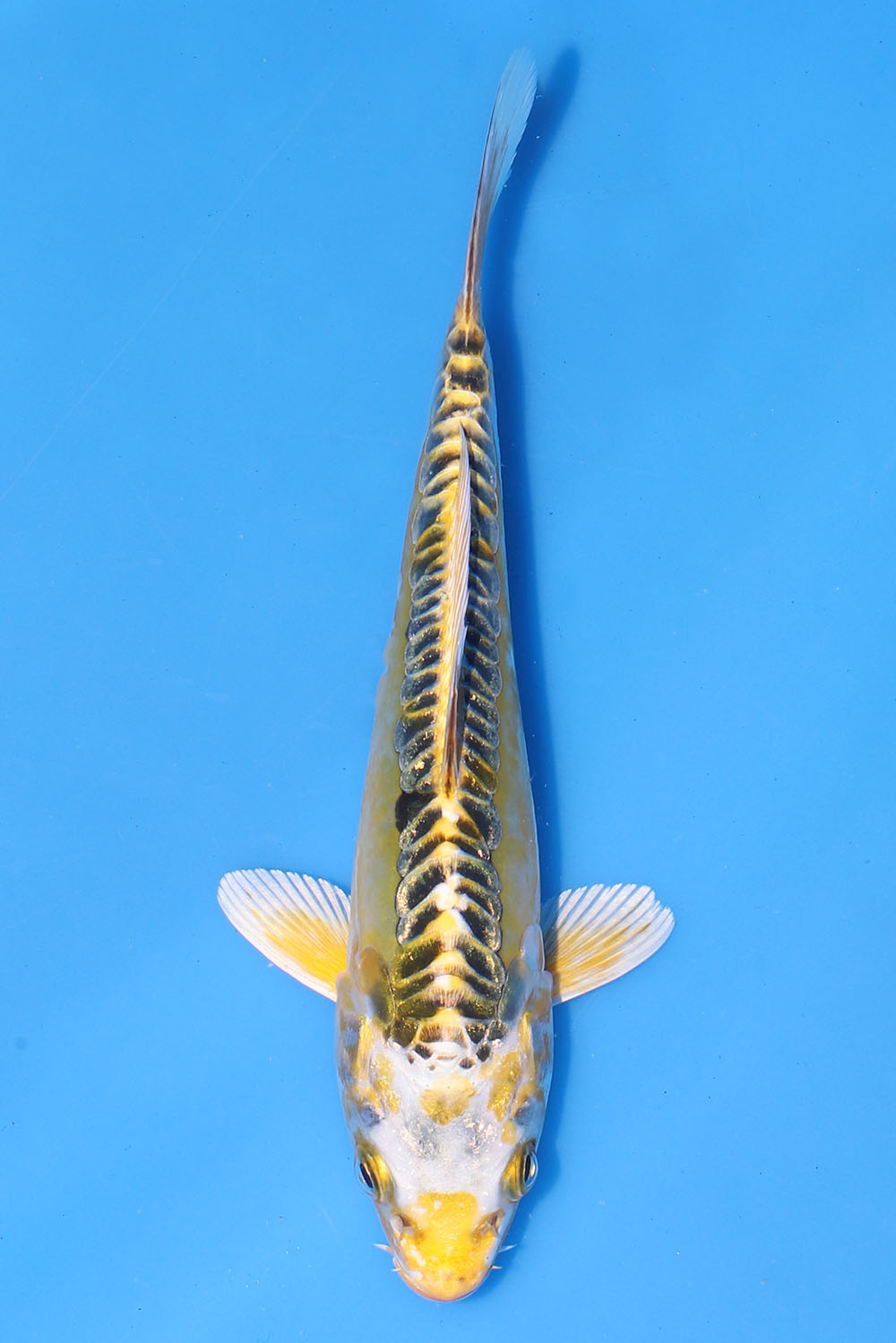 Ki Kikokuryu