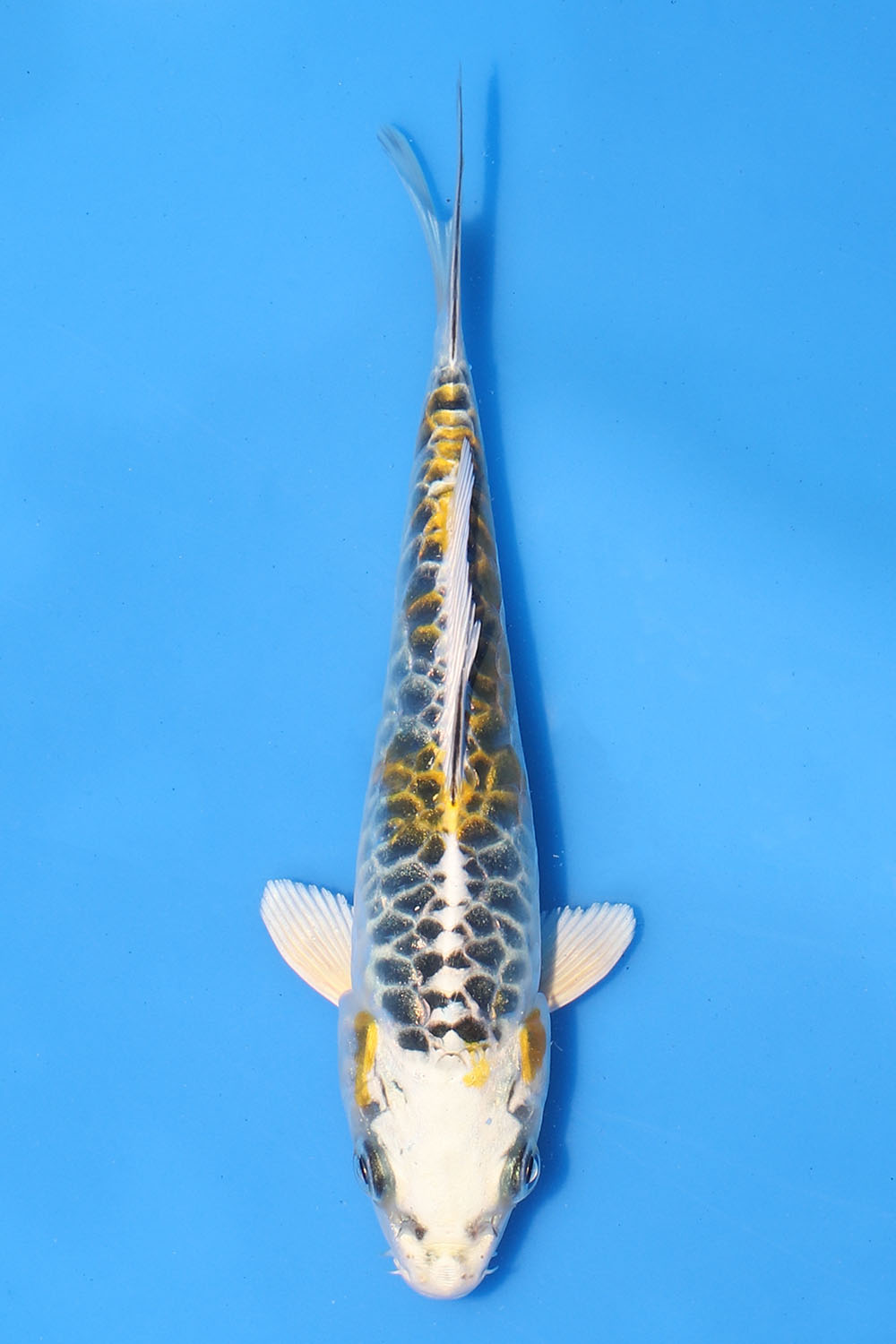 Ki Kikokuryu