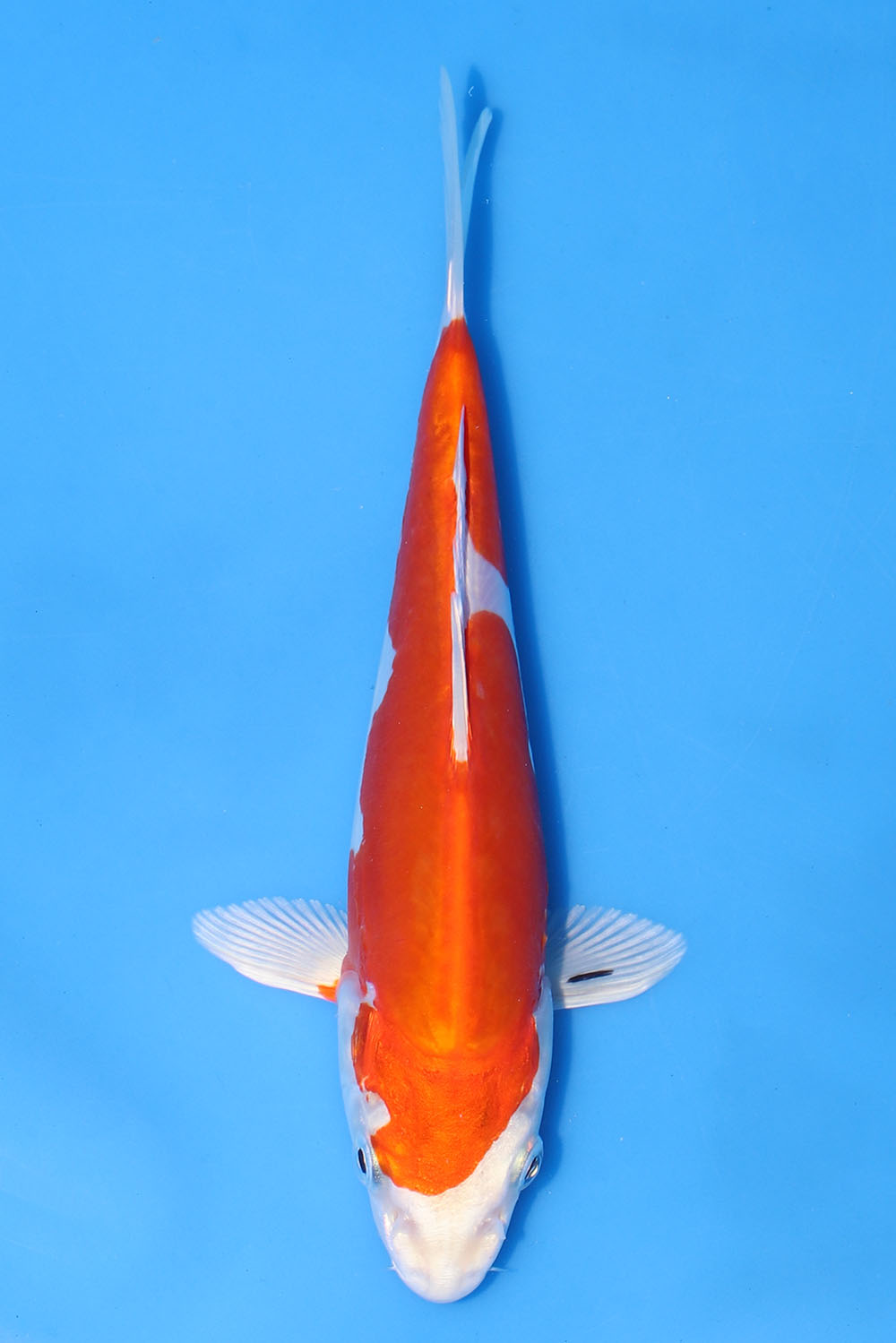 Kikusui