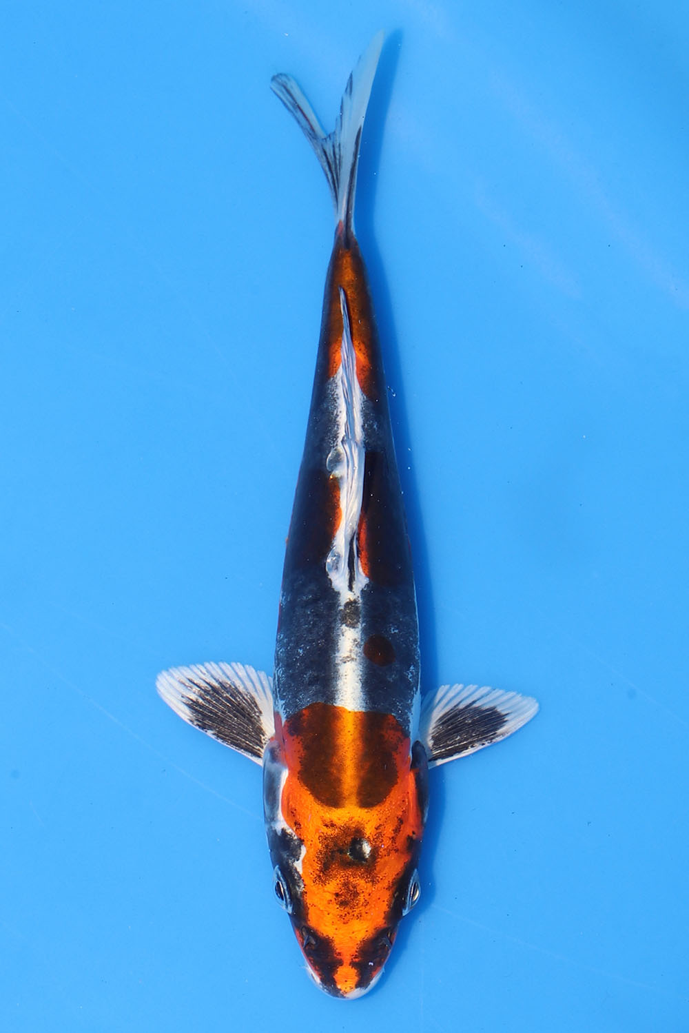 Beni Kikokuryu
