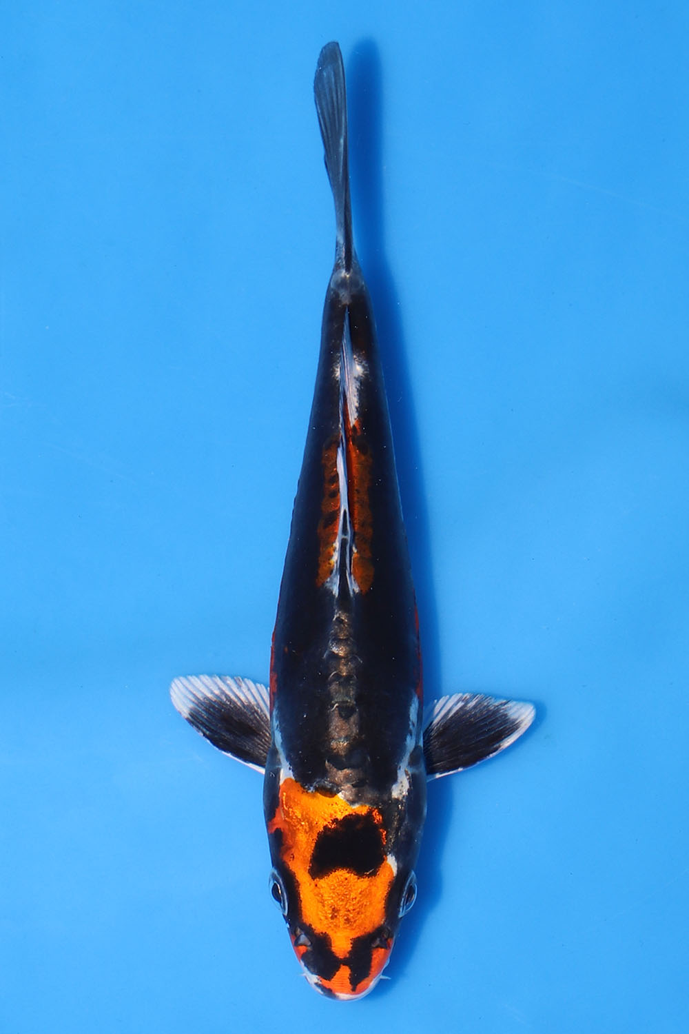 Beni Kikokuryu