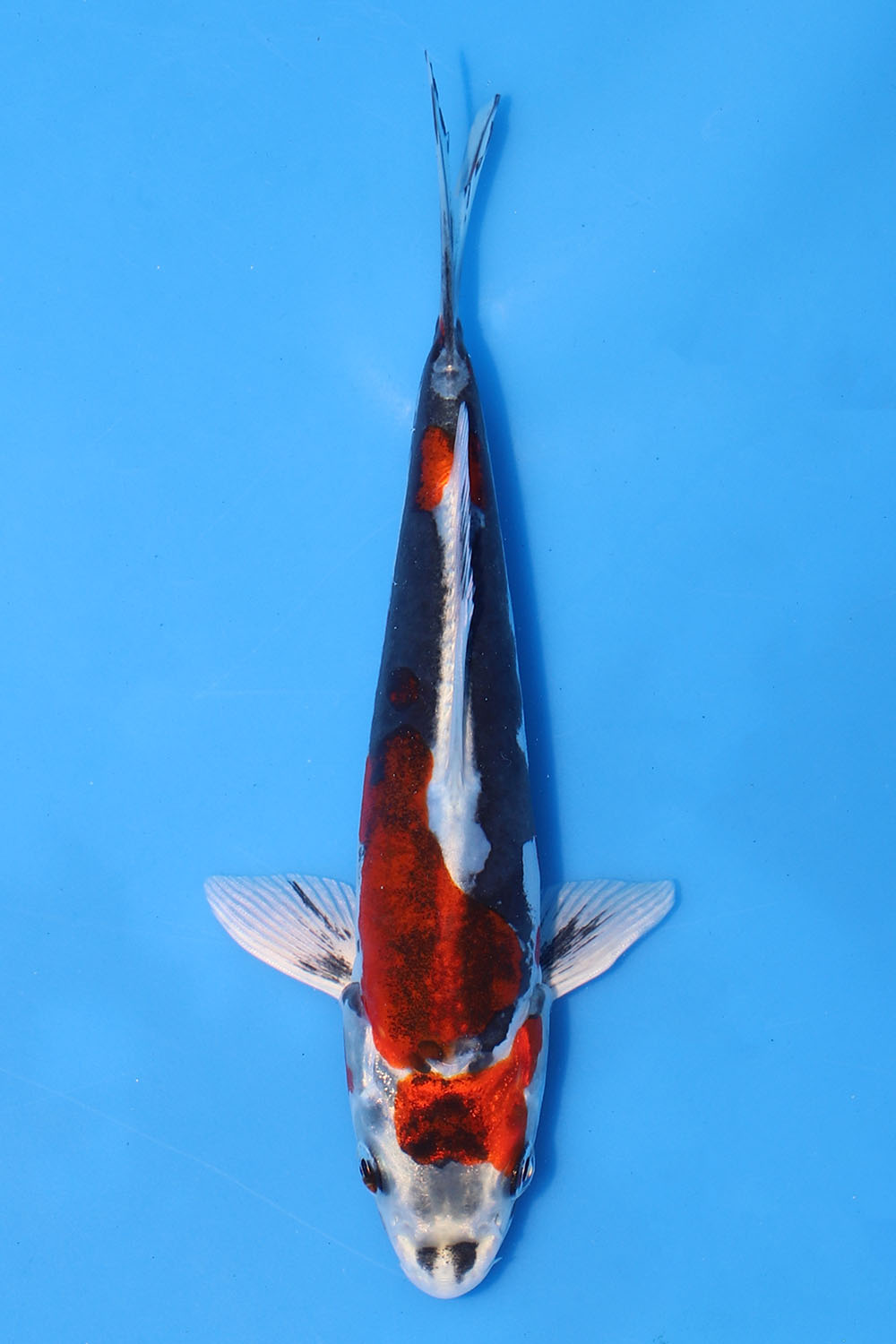 Beni Kikokuryu