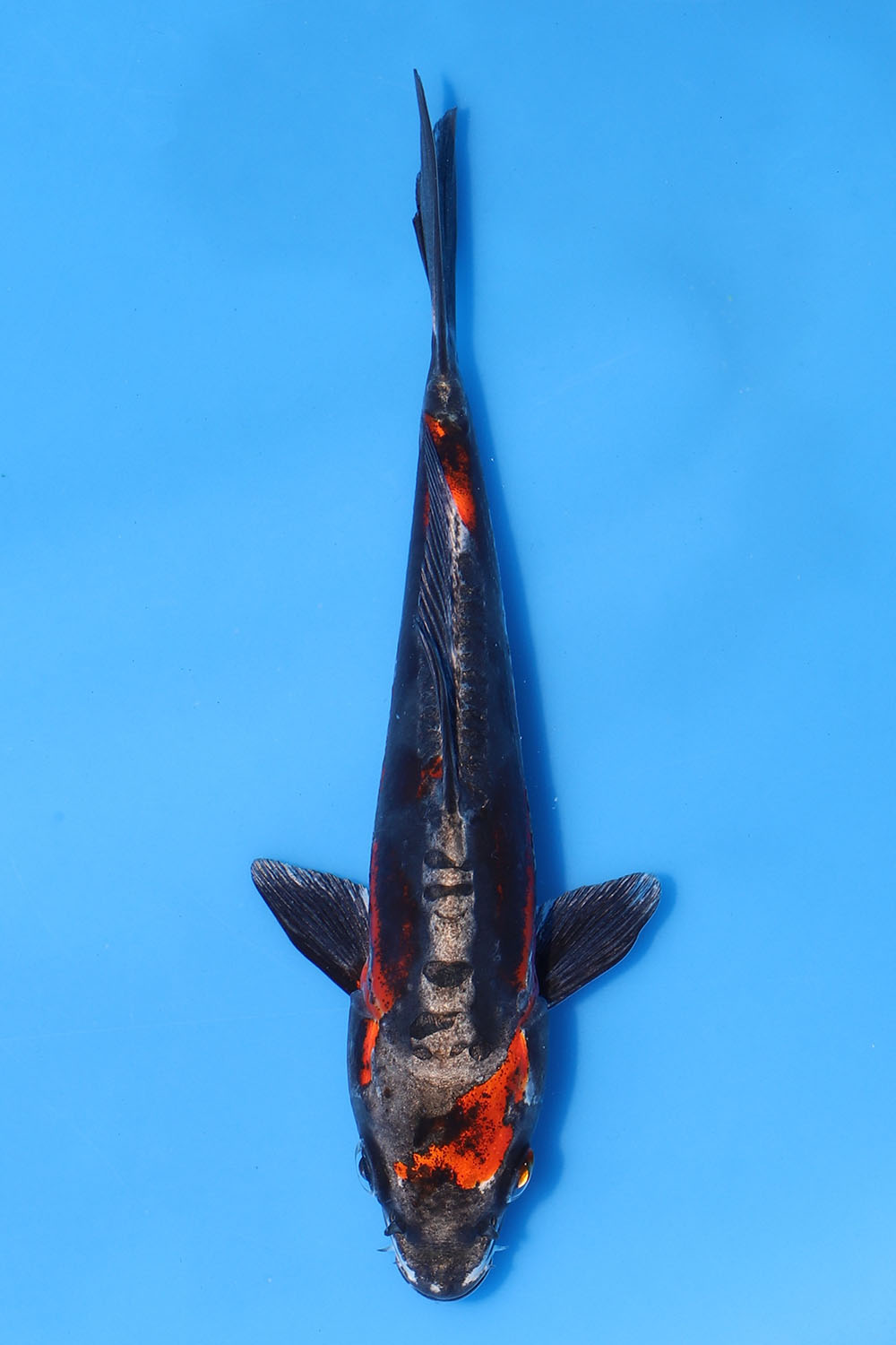 Beni Kikokuryu