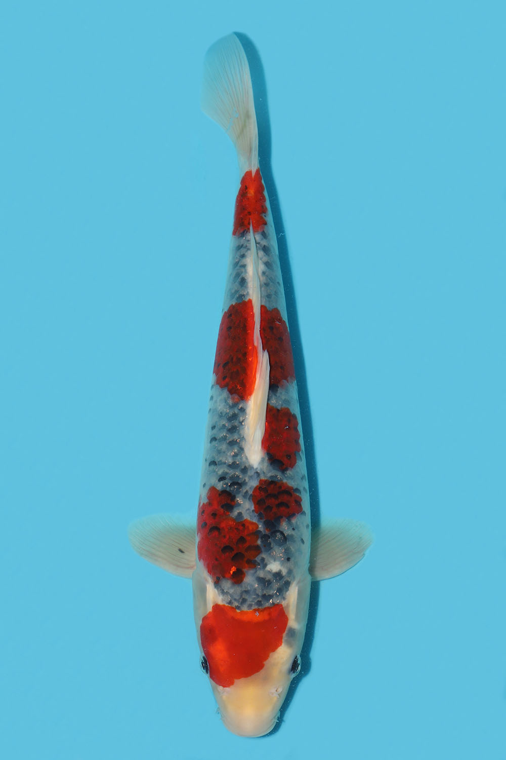 Goshiki