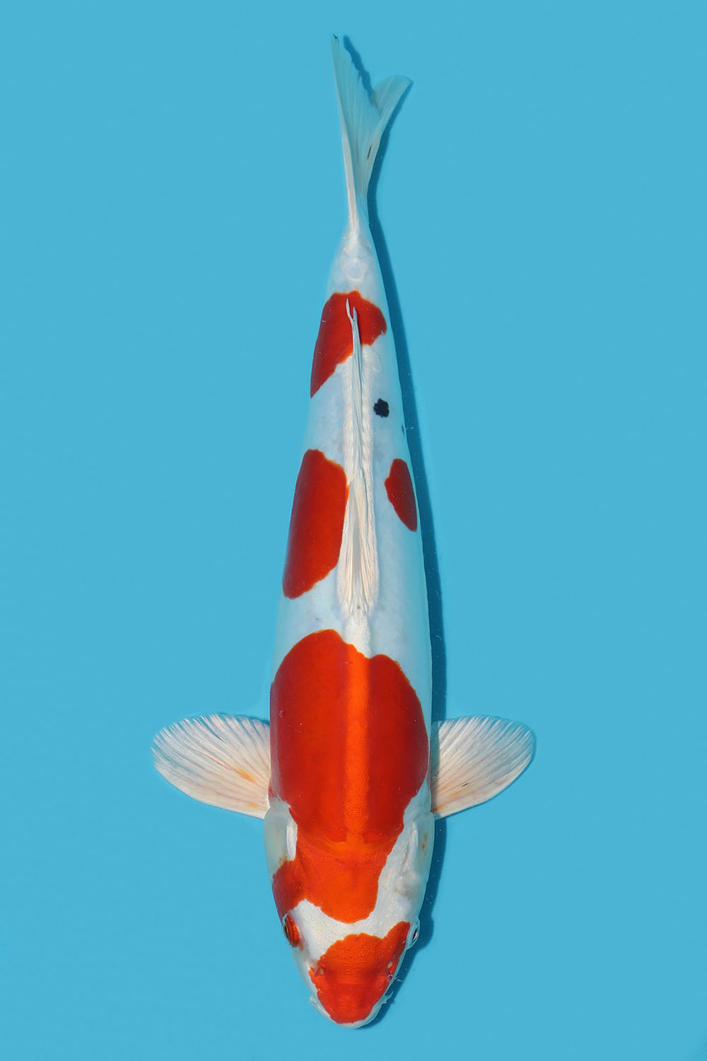 Yamatonishiki