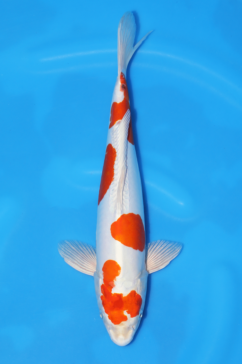 Kikusui