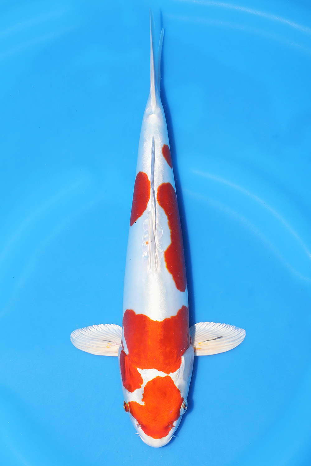 Kikusui