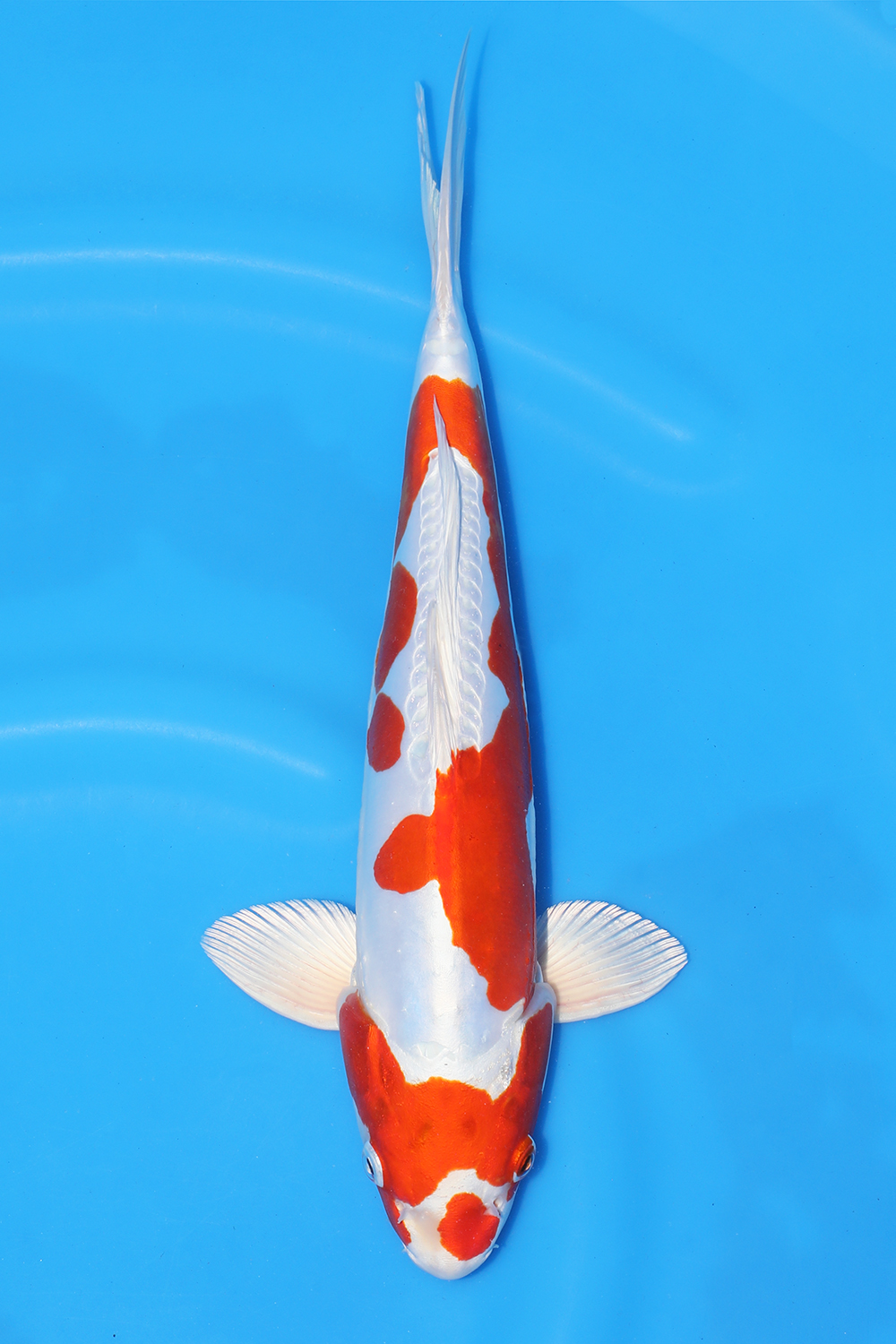 Kikusui