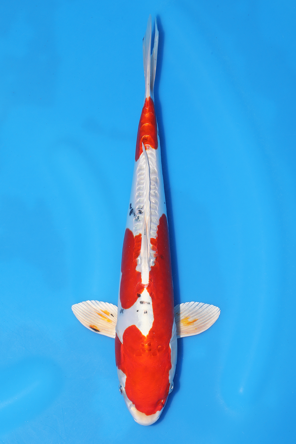 Yamatonishiki