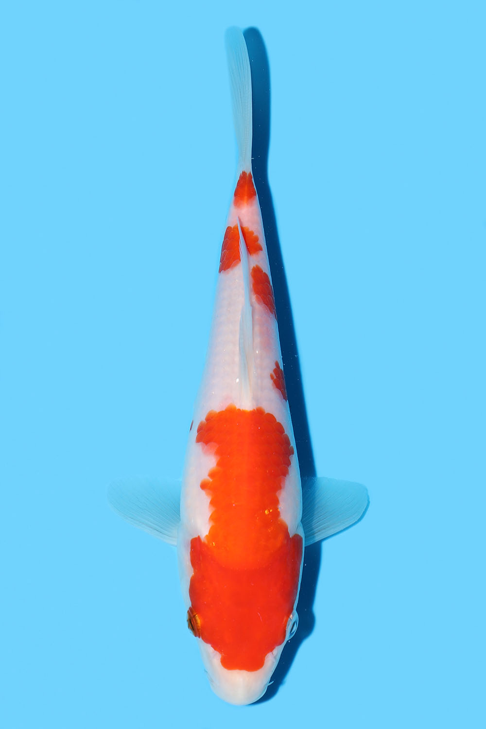 Kohaku