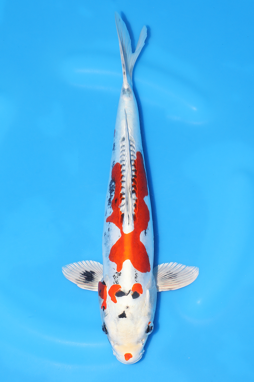 Beni Kikokuryu