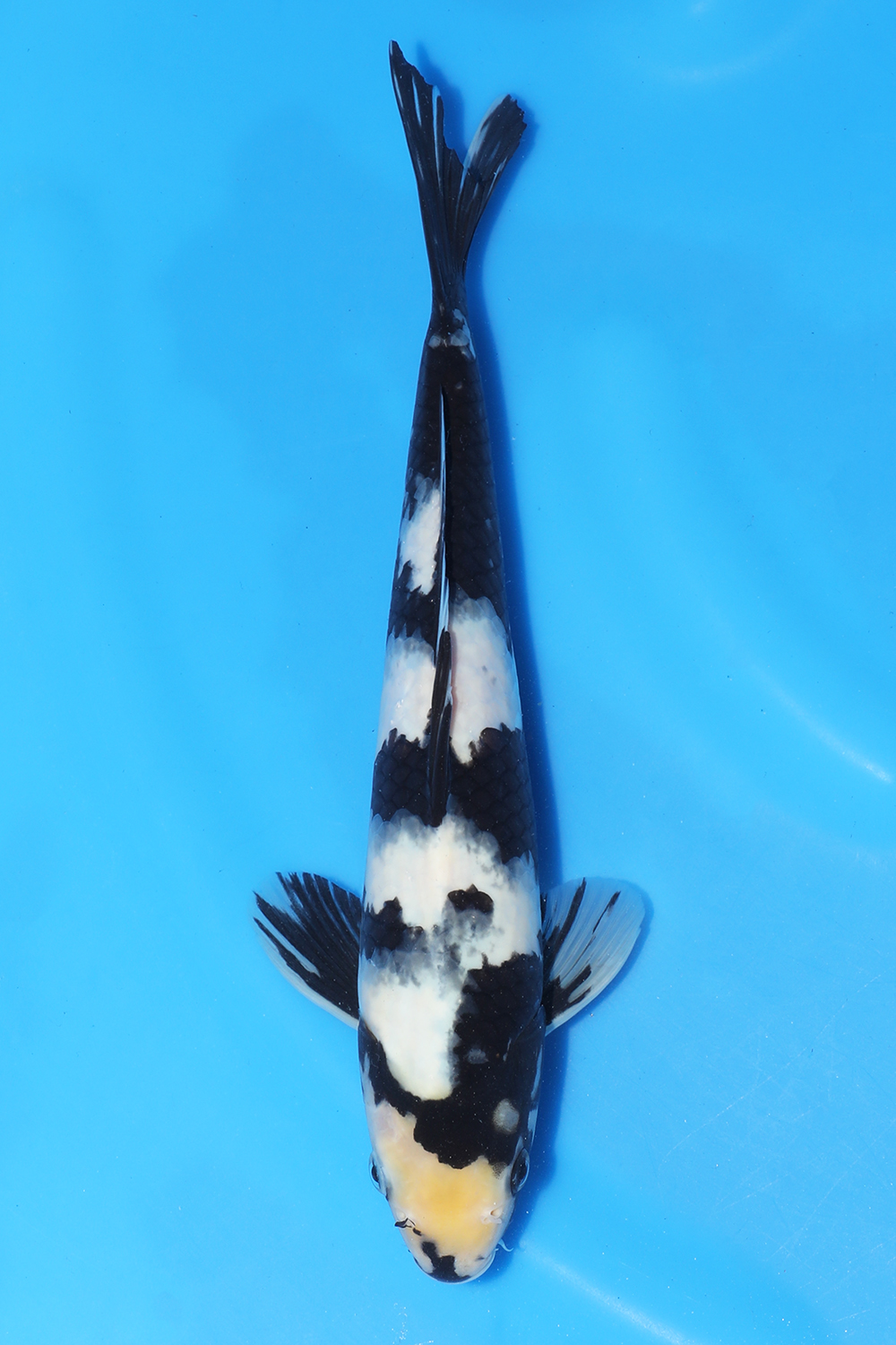 Shiro Utsuri