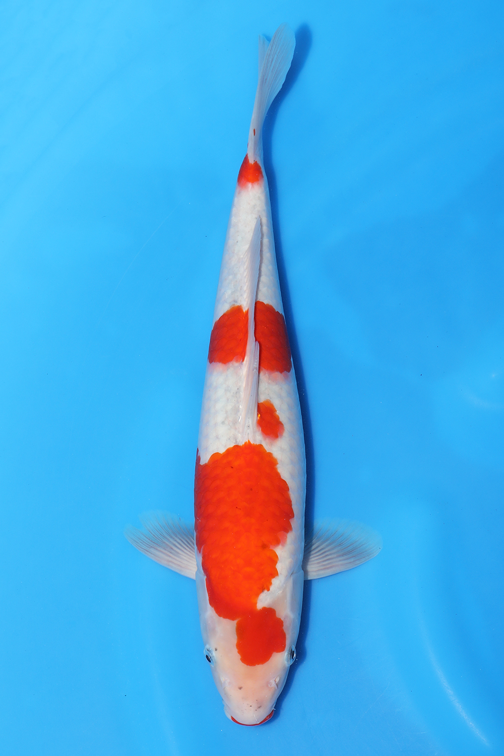Goshiki
