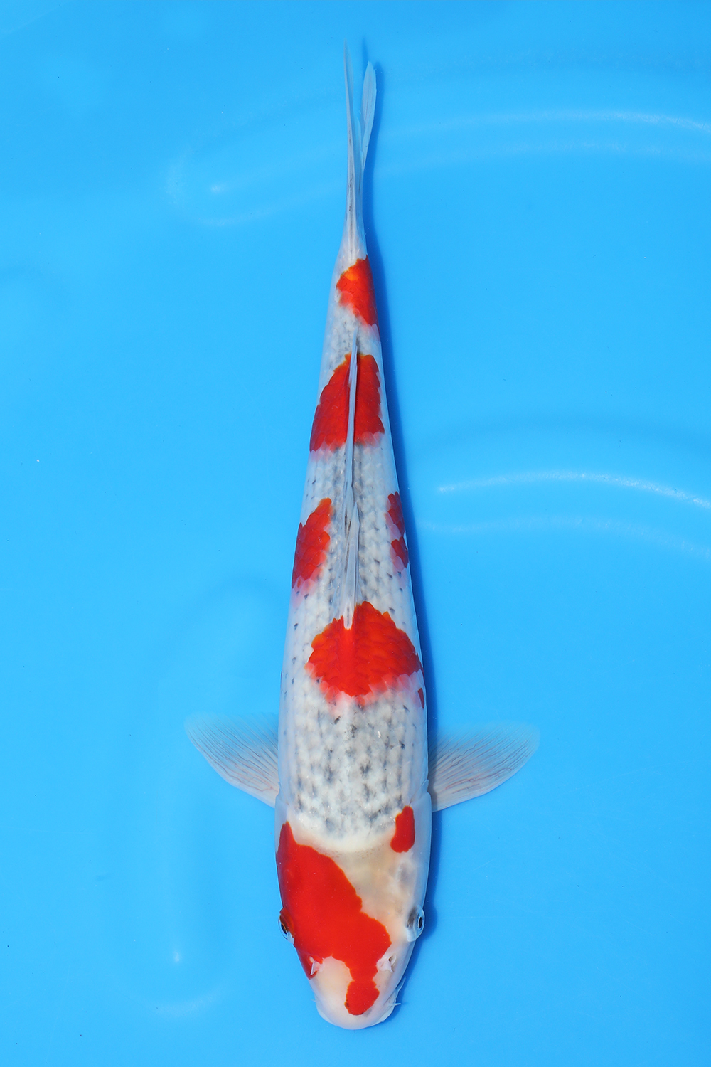 Goshiki