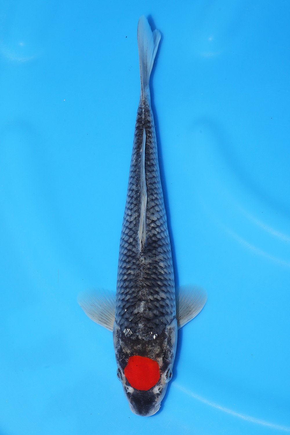 Tancho Goshiki