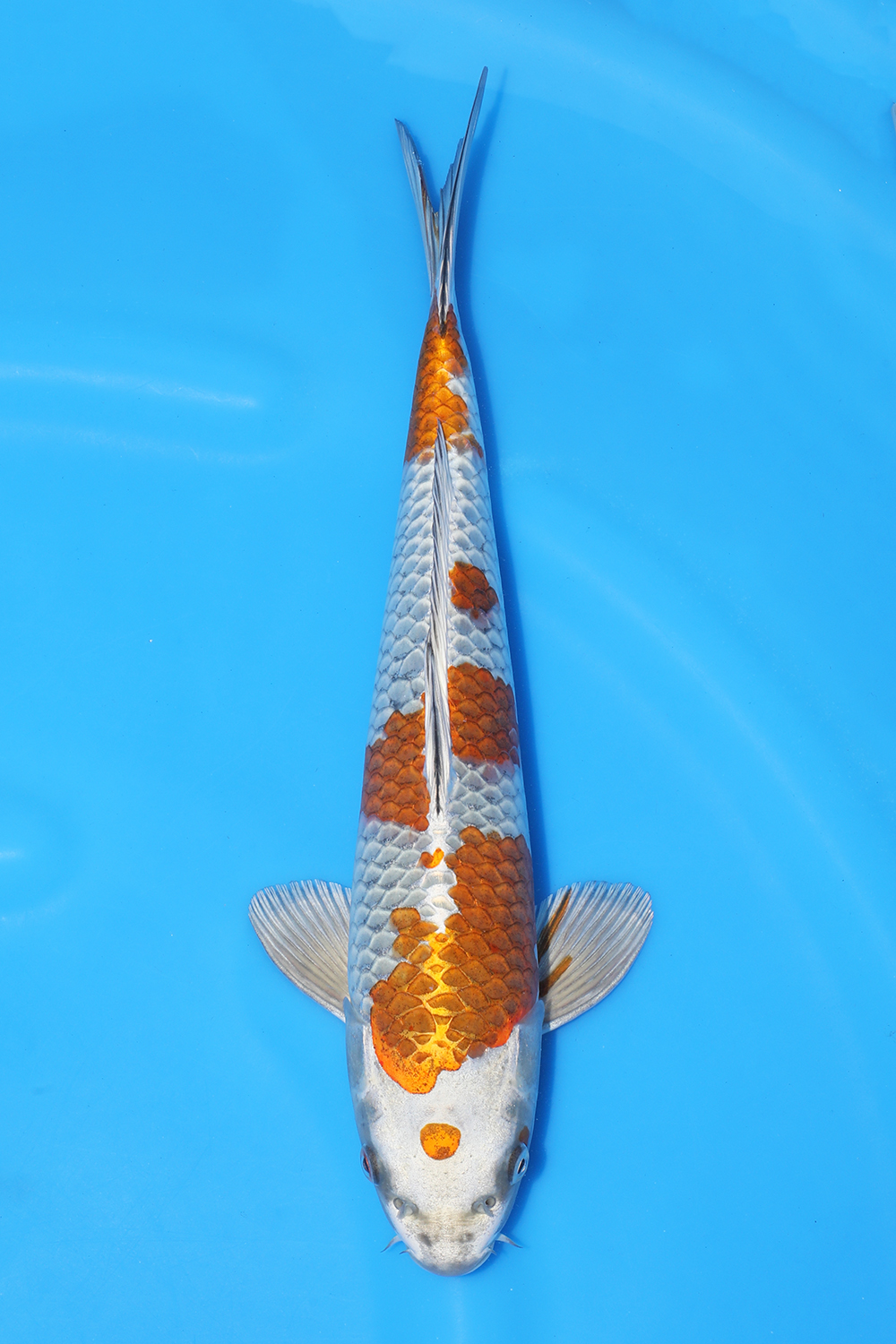 Kogane Ochiba