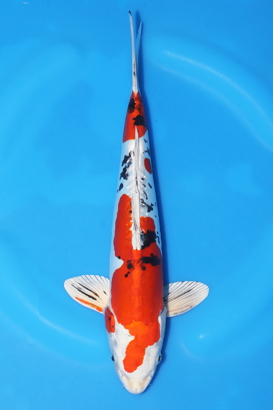 Yamatonishiki