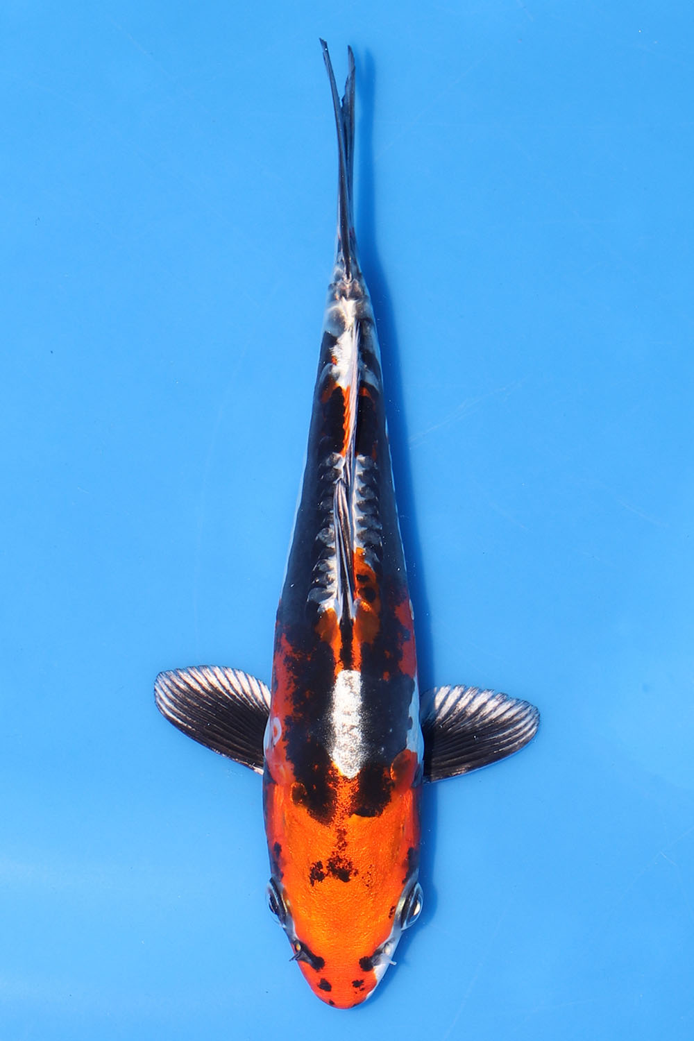 Beni Kikokuryu
