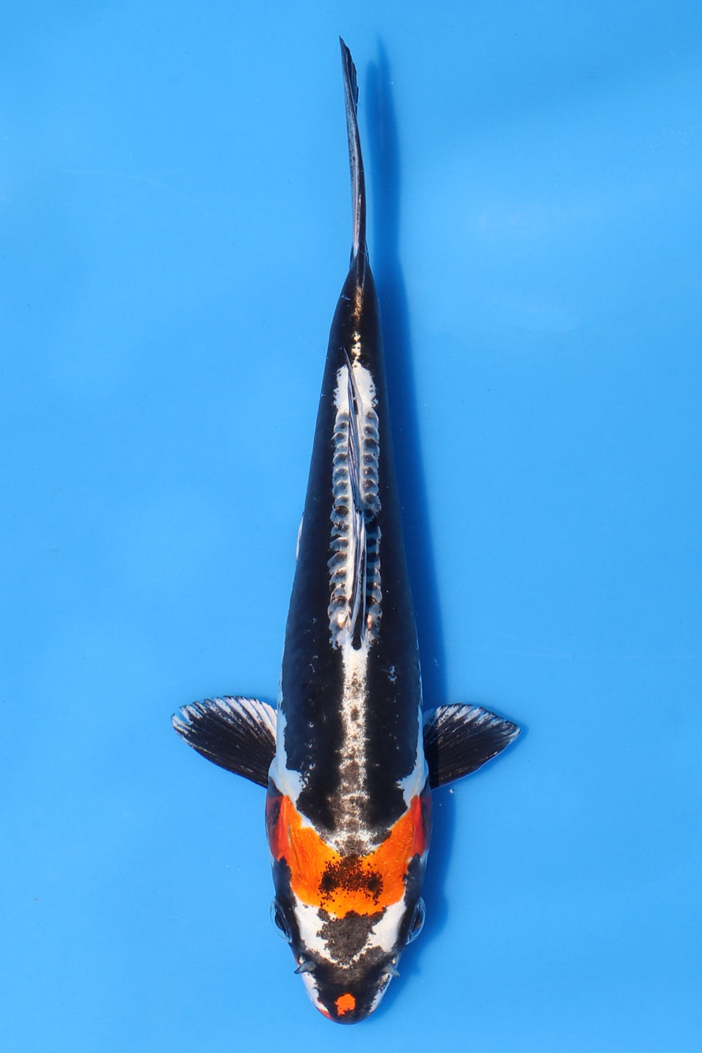 Beni Kikokuryu