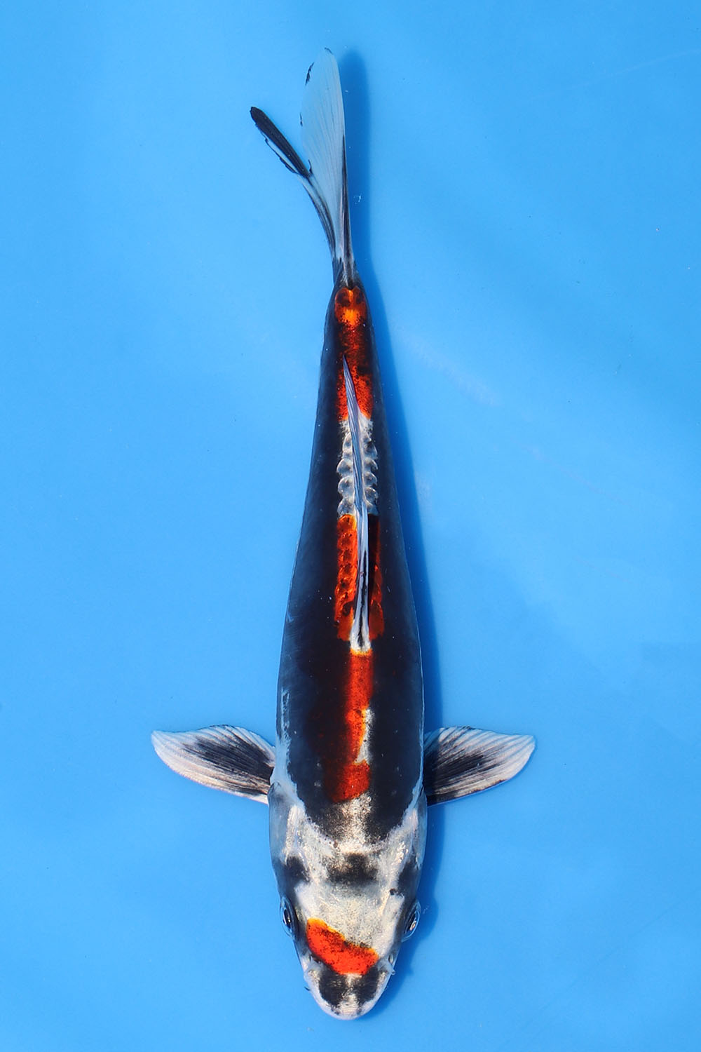 Beni Kikokuryu