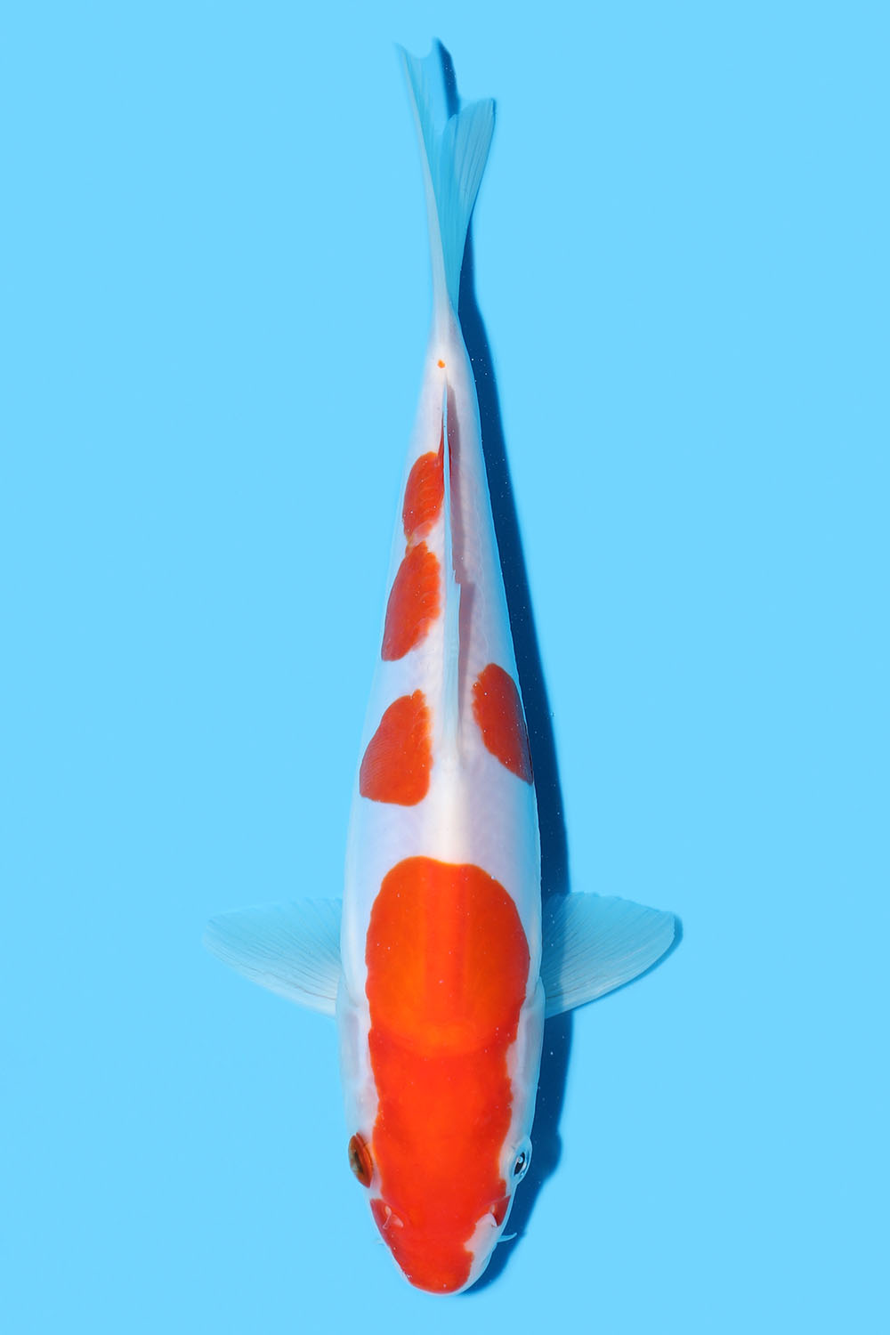 Doitsu Kohaku