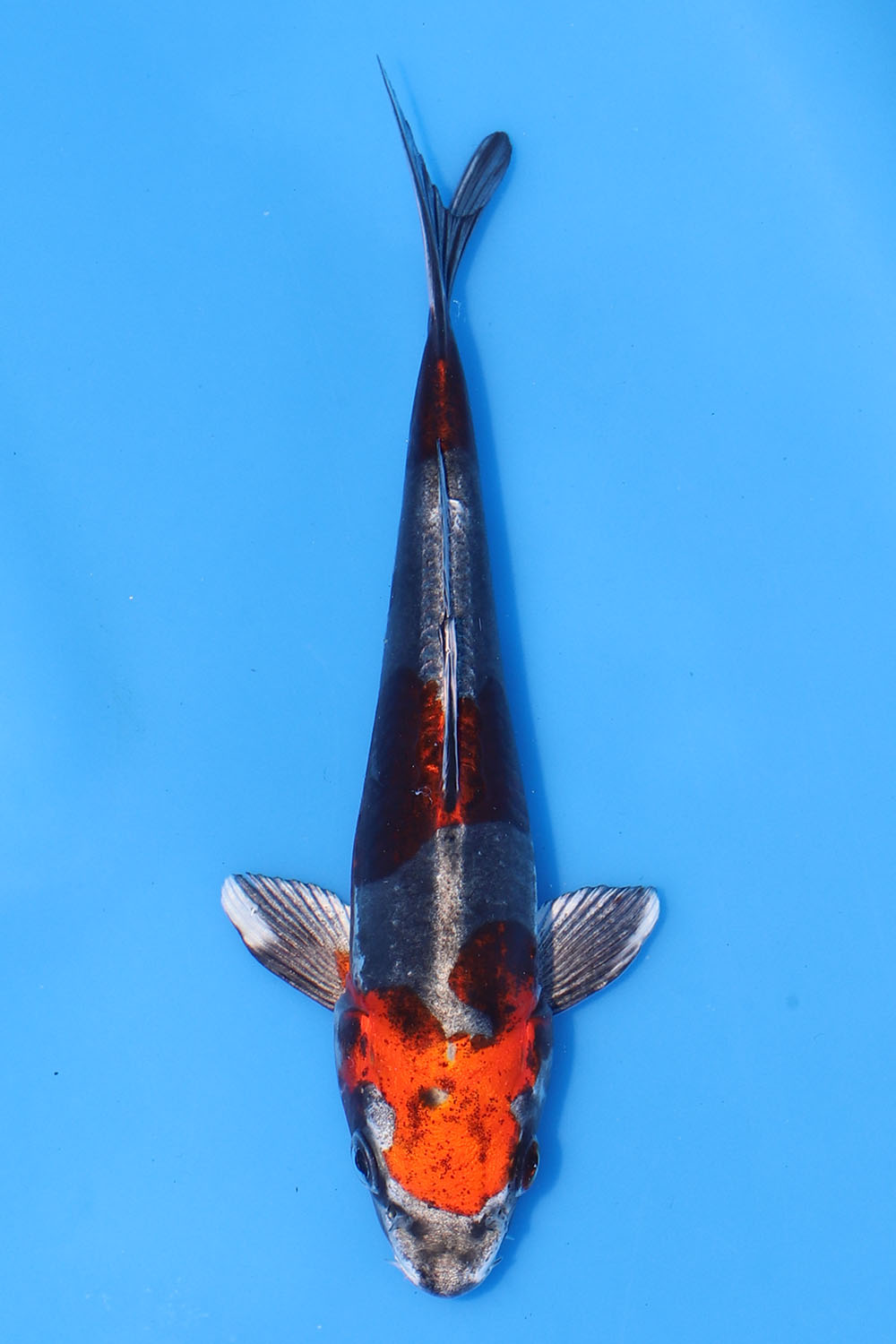 Beni Kikokuryu