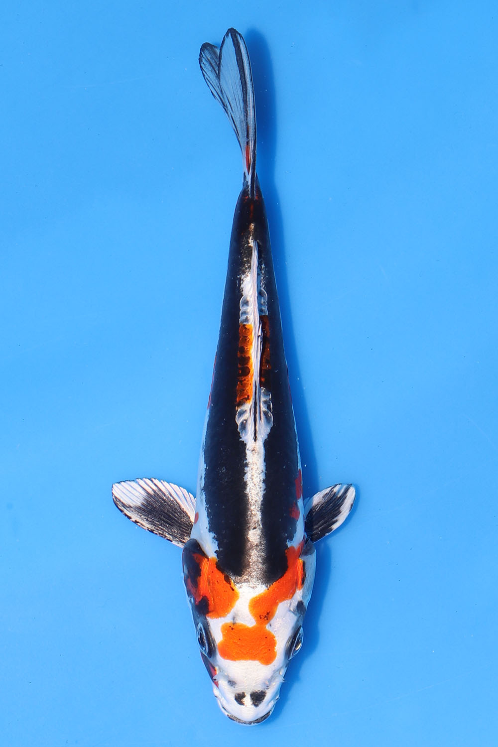 Beni Kikokuryu