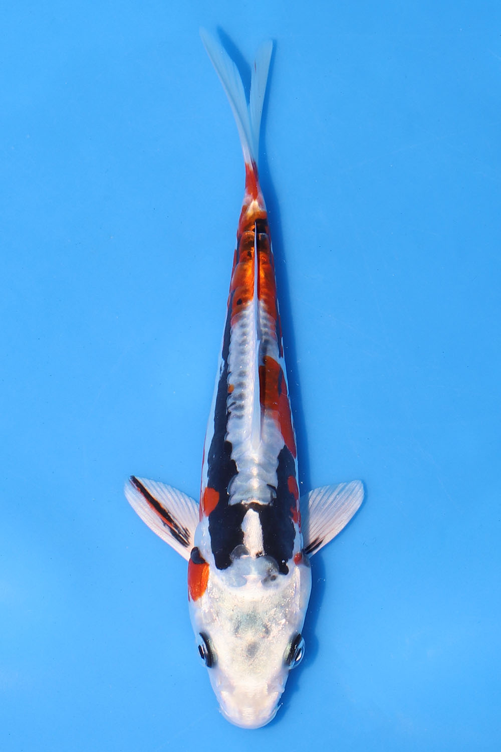 Beni Kikokuryu