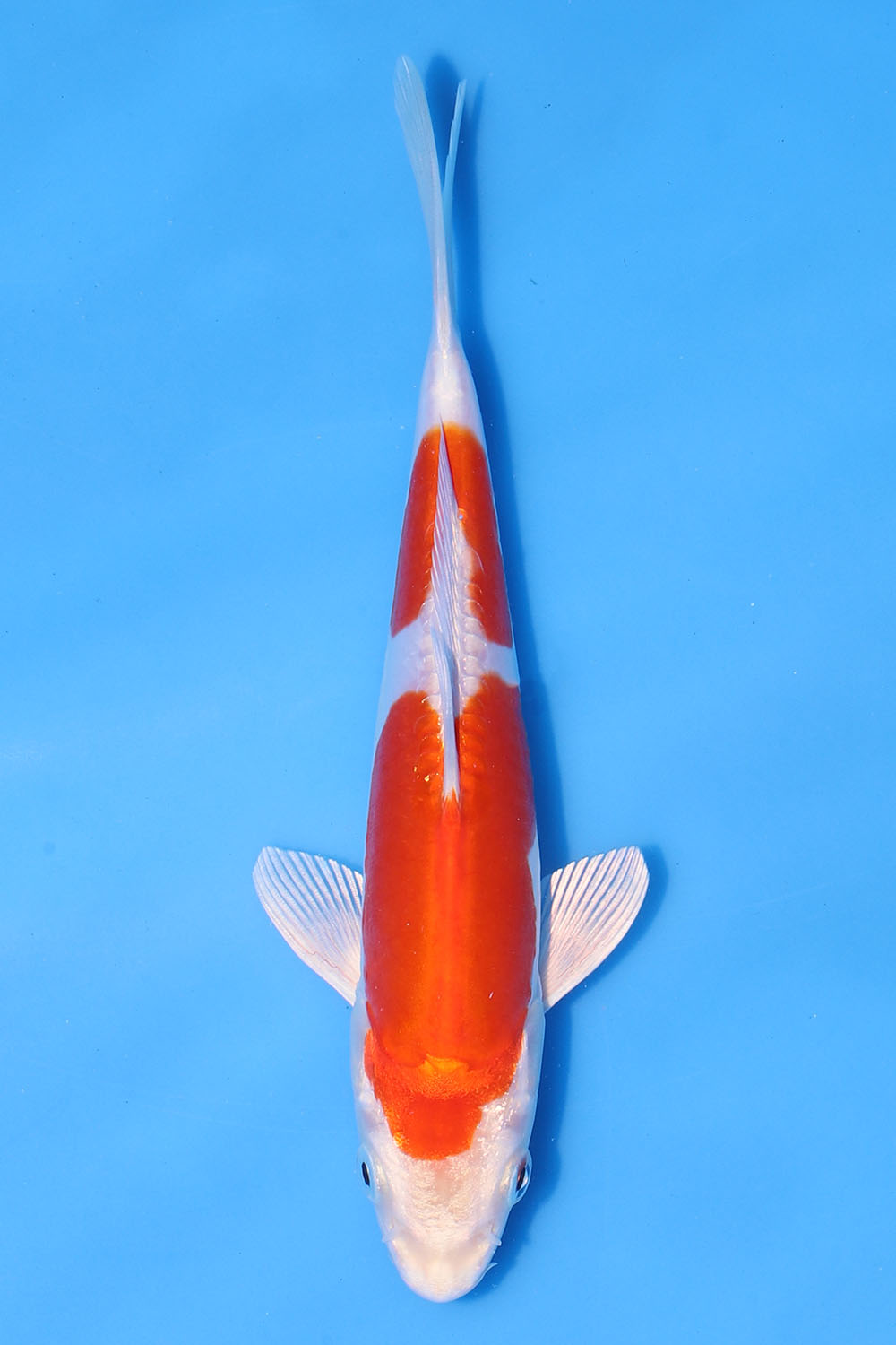 Kikusui