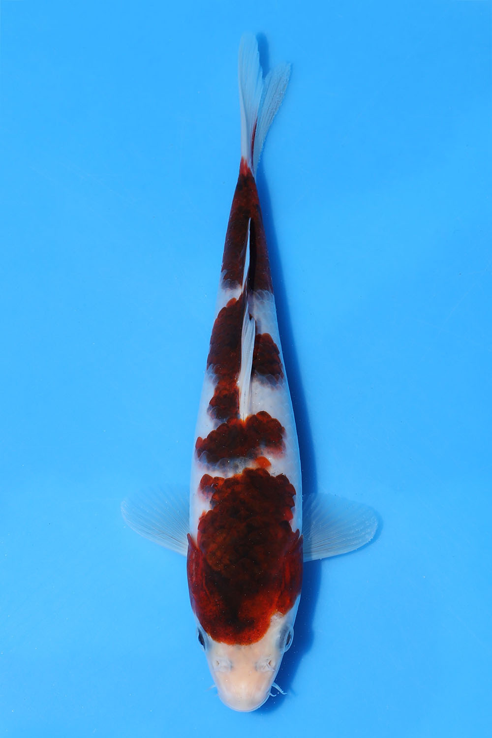 Goromo