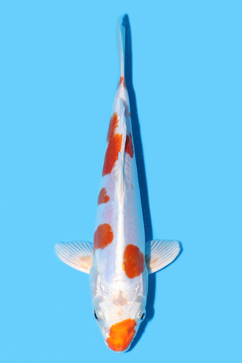 Hariwake