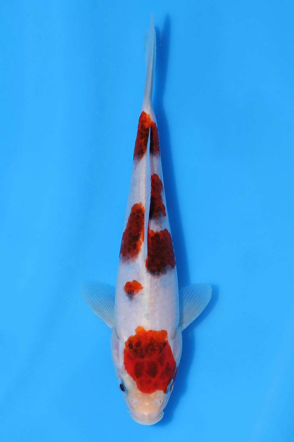 Goromo