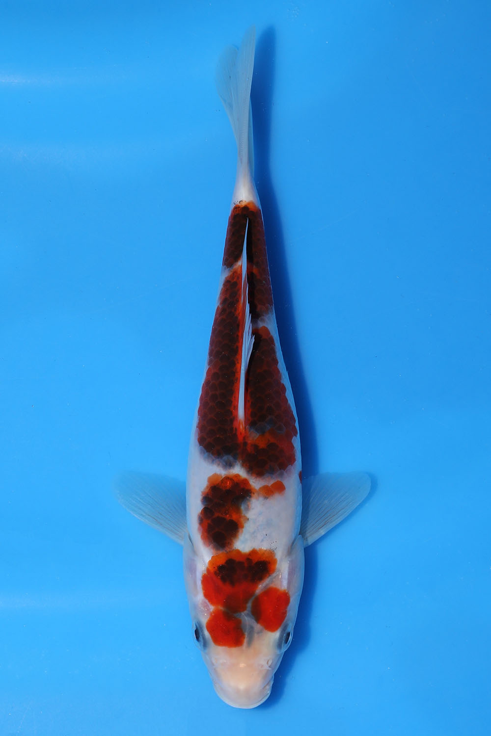 Goromo
