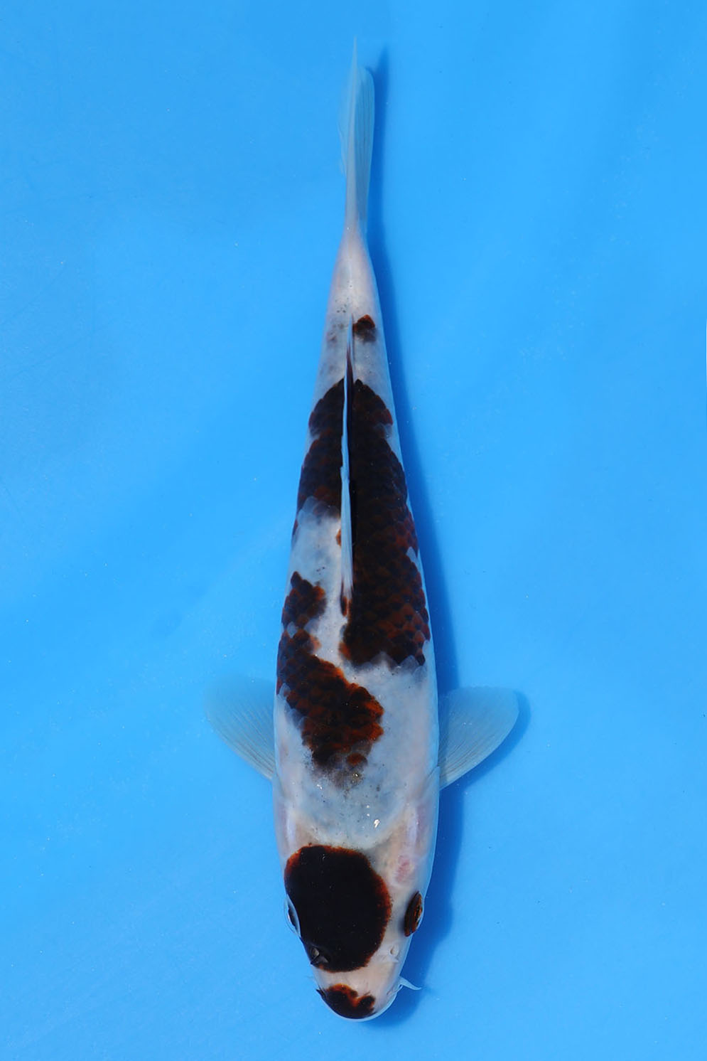 Budo Goromo