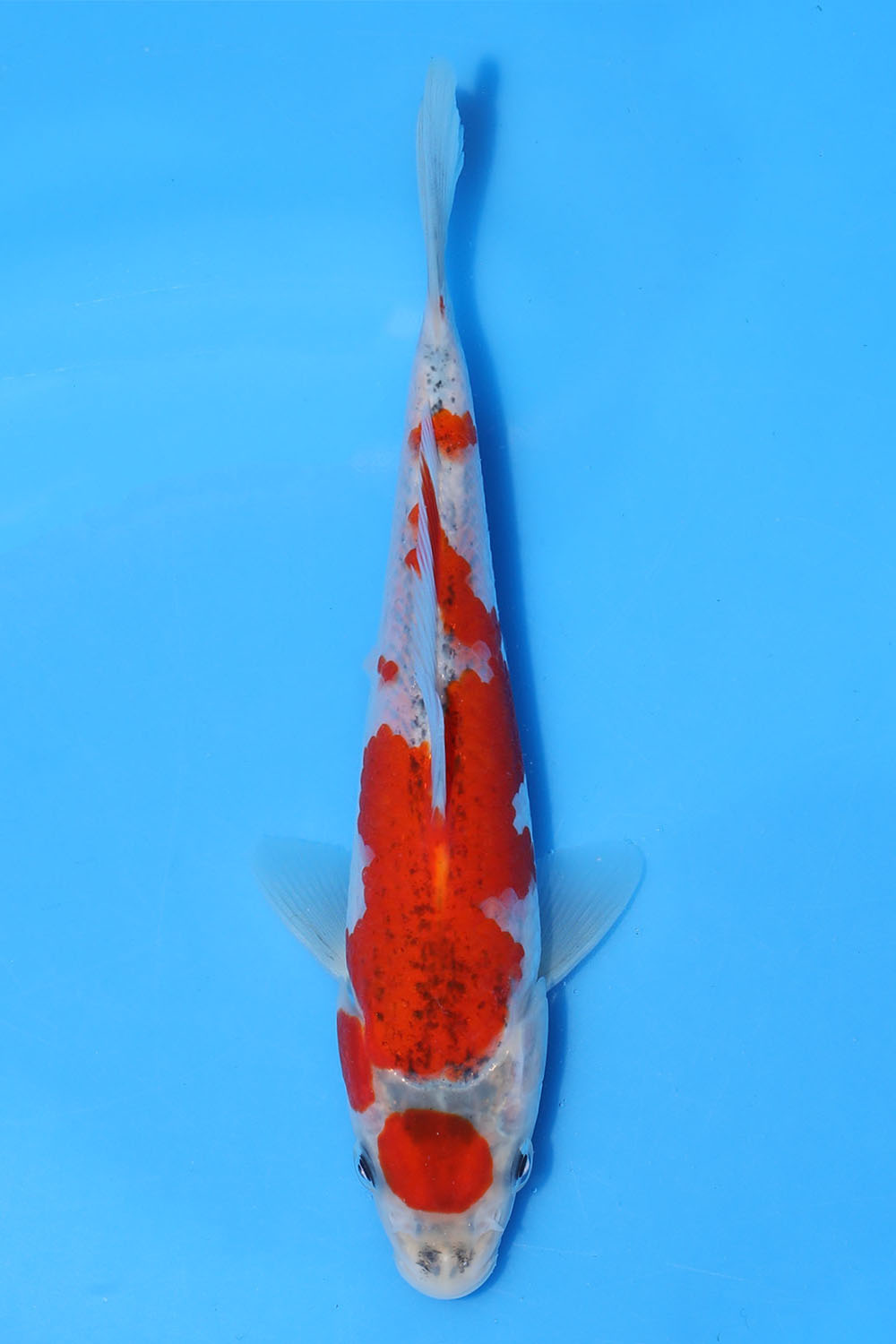 Maruten Goshiki