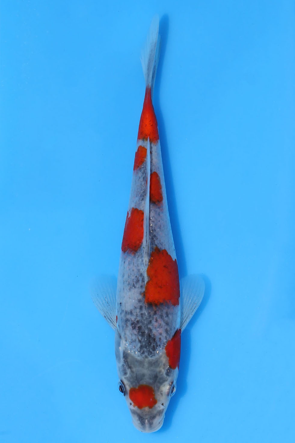 Maruten Goshiki