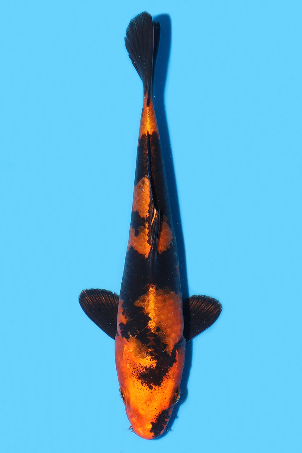 Kin Hi Utsuri