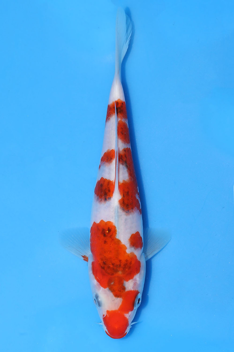 Ai Goromo