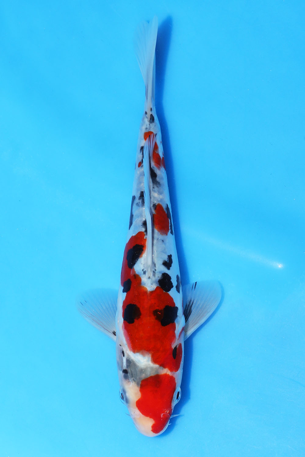 Doitsu Sanke 