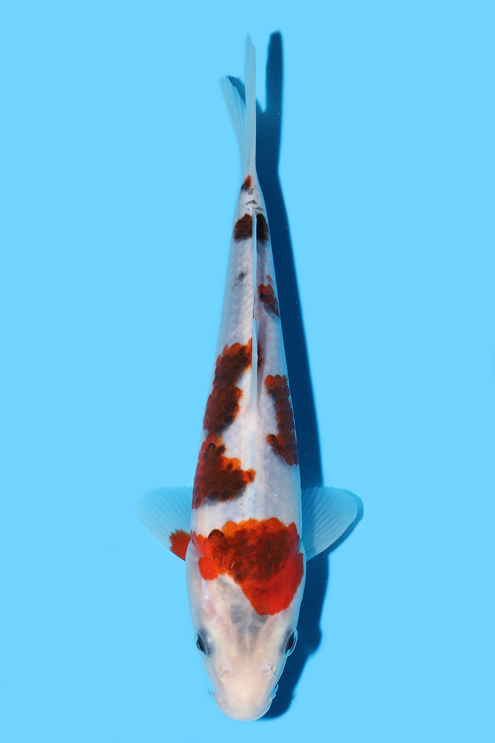 Goromo