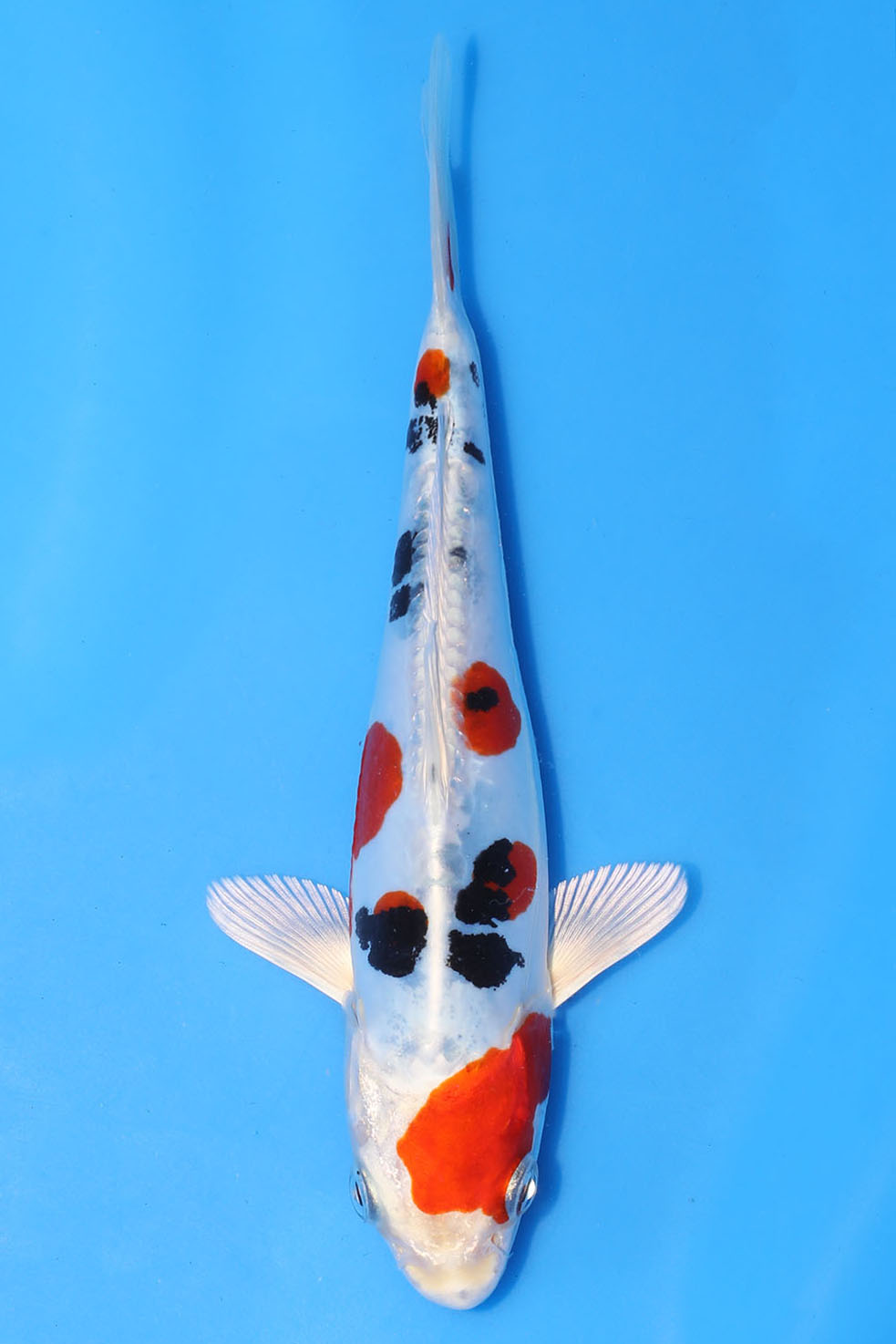 Yamatonishiki